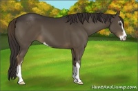 Horse Color:Liver Chestnut Sabino 
