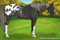 Horse Color:Liver Chestnut Appaloosa 