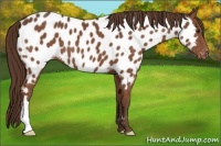 Horse Color:Liver Chestnut Appaloosa 