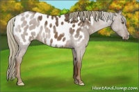 Horse Color:Chestnut Appaloosa 