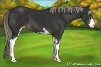 Horse Color:Liver Chestnut Mushroom Sabino Varnish