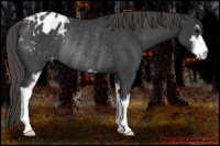 Horse Color:Smoky Black Sabino Varnish Rabicano 