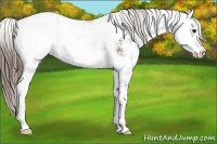 Horse Color:Liver Chestnut Sabino Blanket 