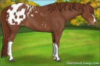 Horse Color:Chestnut Appaloosa