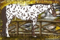 Horse Color:Liver Chestnut Near Leopard 