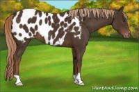 Horse Color:Liver Chestnut Appaloosa 