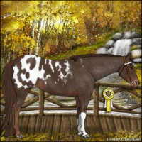 Horse Color:Liver Chestnut Appaloosa 