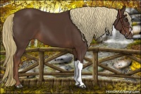 Horse Color:Liver Chestnut 