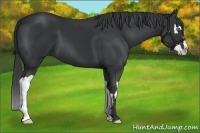 Horse Color:Black Splash Frame