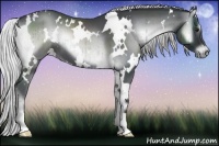 Horse Color:White Spotted Silver Blue Onyx Chinchilla Brindle