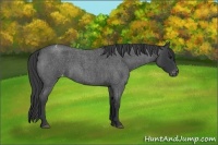 Horse Color:Blue Roan Varnish