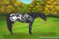 Horse Color:White Spotted Black Appaloosa 