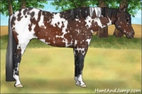 Horse Color:White Spotted Brown Appaloosa 