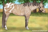 Horse Color:Sable Champagne Sabino Appaloosa 