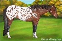 Horse Color:Brown Appaloosa Rabicano 