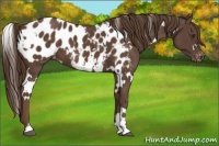 Horse Color:White Spotted Liver Chestnut Appaloosa 