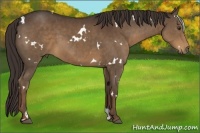 Horse Color:White Spotted Liver Chestnut 