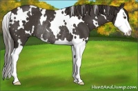 Horse Color:White Spotted Liver Chestnut Sabino Splash Rabicano 