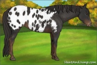 Horse Color:Liver Chestnut Appaloosa 