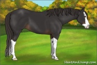 Horse Color:Liver Chestnut Splash 