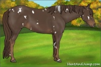 Horse Color:White Spotted Liver Chestnut 