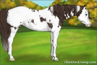 Horse Color:White Spotted Liver Chestnut Splash Appaloosa 