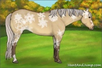 Horse Color:Silver Bay Ice Dun Sabino 