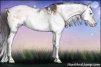 Horse Color:White Spotted Liver Red Onyx Ice Splash Rabicano 