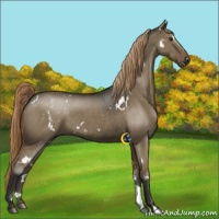 Horse Color:White Spotted Liver Red Dun 