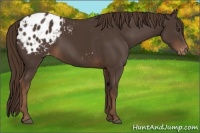 Horse Color:Liver Chestnut Sabino Appaloosa 