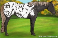 Horse Color:Liver Chestnut Appaloosa 
