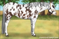 Horse Color:Brown Sabino Appaloosa