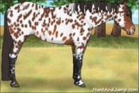 Horse Color:White Spotted Bay Sabino Appaloosa