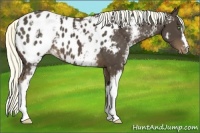 Horse Color:White Spotted Liver Chestnut Appaloosa 