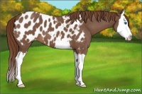 Horse Color:Red Roan Splash Near Leopard