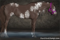Horse Color:White Spotted Liver Chestnut 