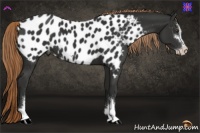 Horse Color:Liver Chestnut Sabino Near Leopard 