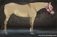 Horse Color:Liver Red Dun Sabino 
