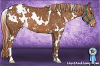 Horse Color:White Spotted Chestnut Appaloosa 