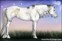 Horse Color:Liver Red Dun Onyx Splash Tobiano