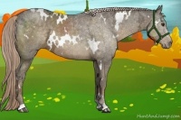 Horse Color:White Spotted Chocolate Palomino Ice 