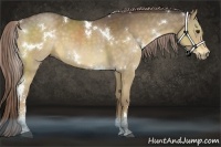 Horse Color:White Spotted Chocolate Palomino Sabino 