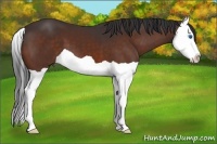 Horse Color:Bay Splash 