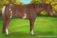 Horse Color:White Spotted Chestnut Sabino Appaloosa 
