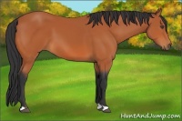 Horse Color:Bay 