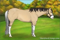 Horse Color:Bay Dun Splash Frame