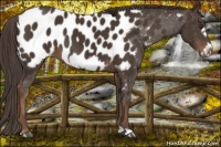 Horse Color:Liver Chestnut Frame Appaloosa 