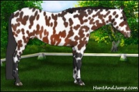 Horse Color:Bay Leopard 