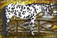 Horse Color:Black Near Leopard 