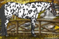 Horse Color:Black Near Leopard 